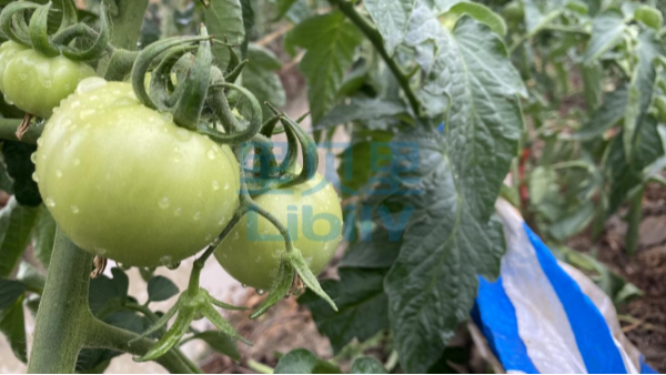 番茄施什么肥料好-宴沃廣西番茄