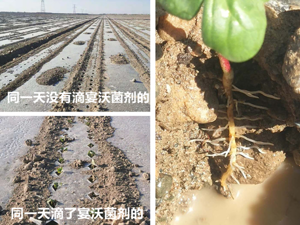 <i style='color:red'>微生物菌肥</i>哪家好？來看看新疆棉花你就知道了