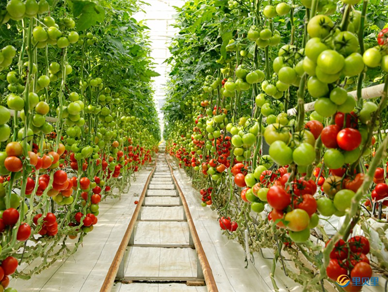 番茄怎么施肥能增加表面光澤