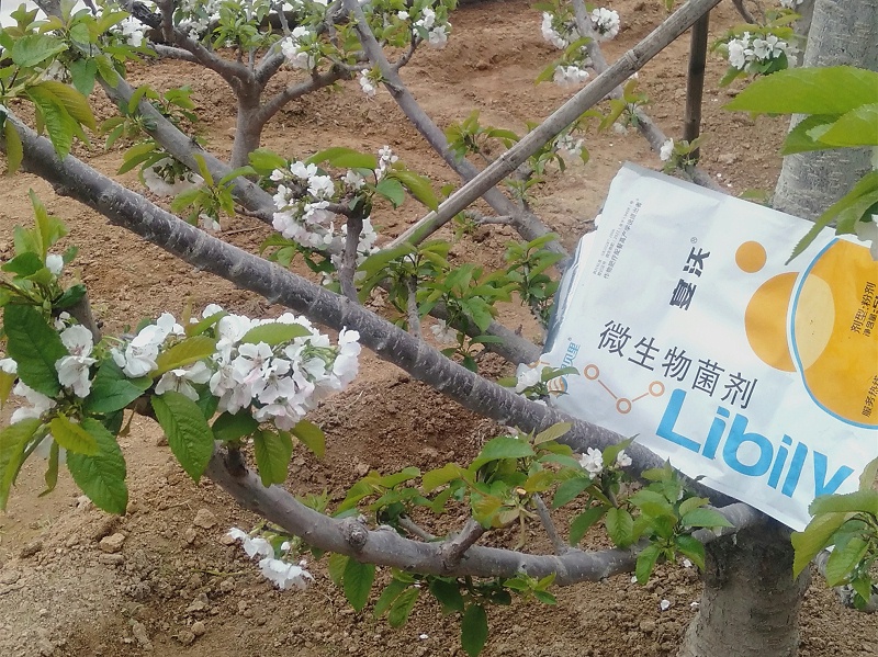 遼寧王哥暖棚櫻桃