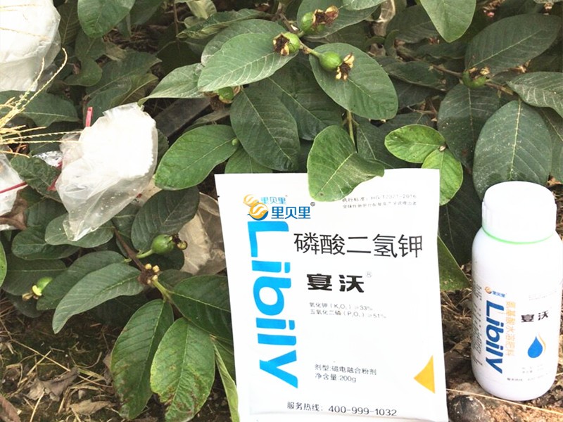 氨基酸類肥料-宴沃在番石榴上使用