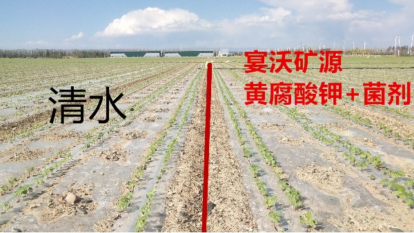 <i style='color:red'>水溶肥如何使用</i>更有效？