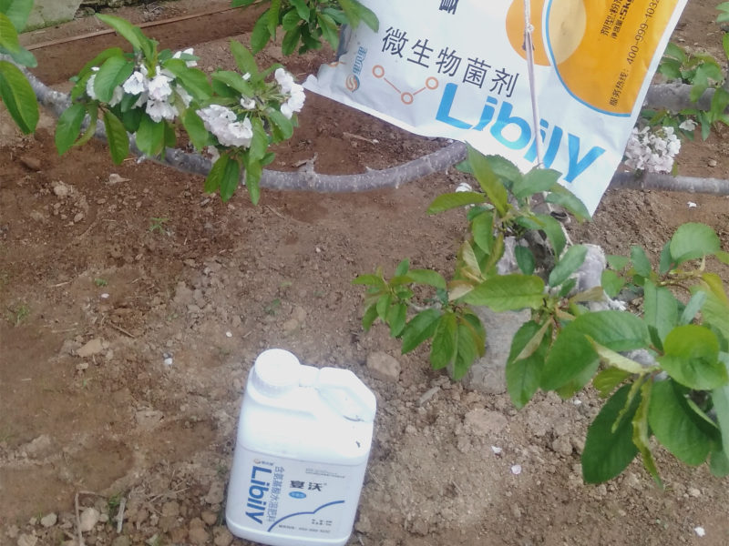 櫻桃施肥—遼寧王哥櫻桃