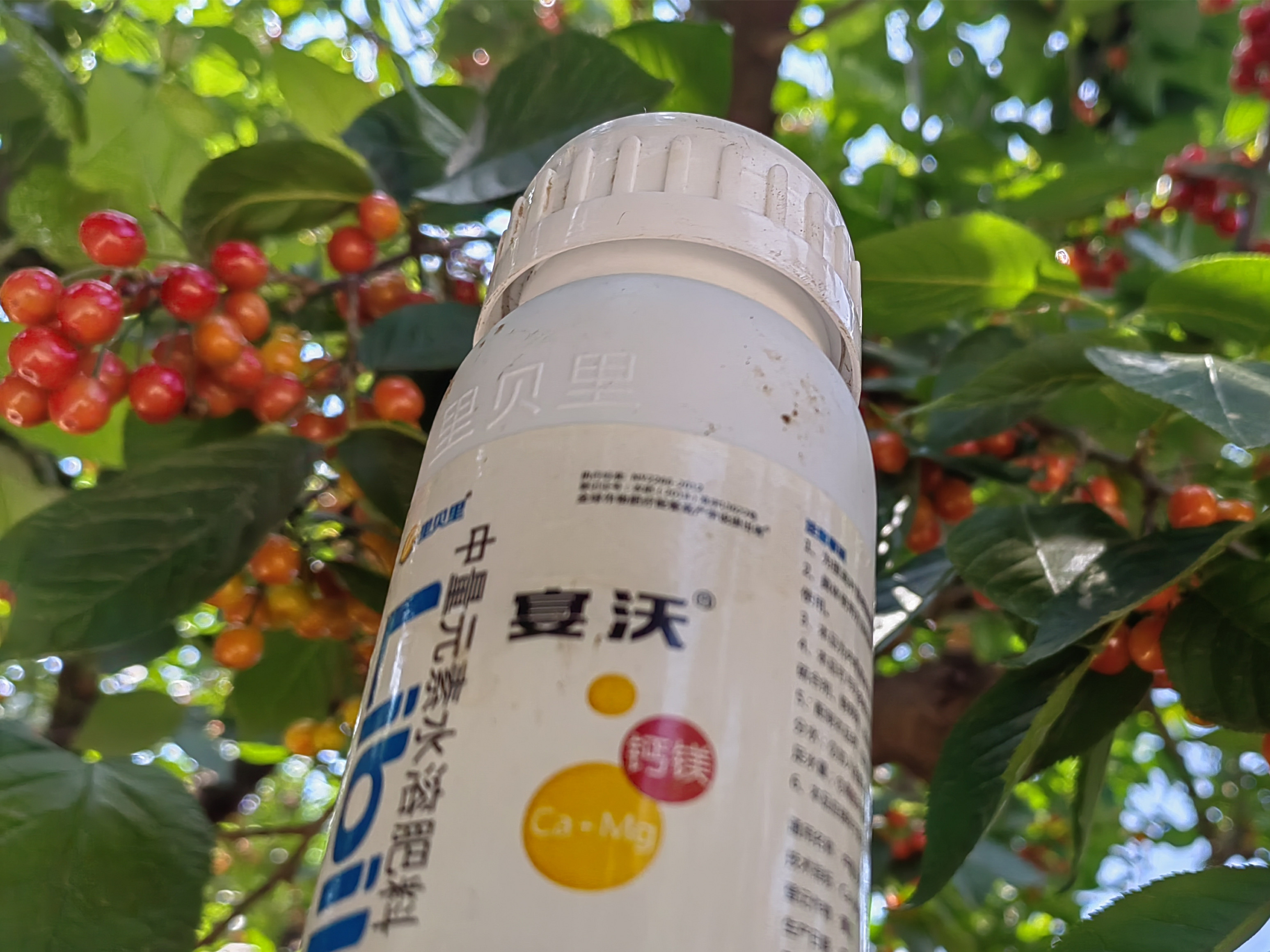 櫻桃施肥，這些要點要注意