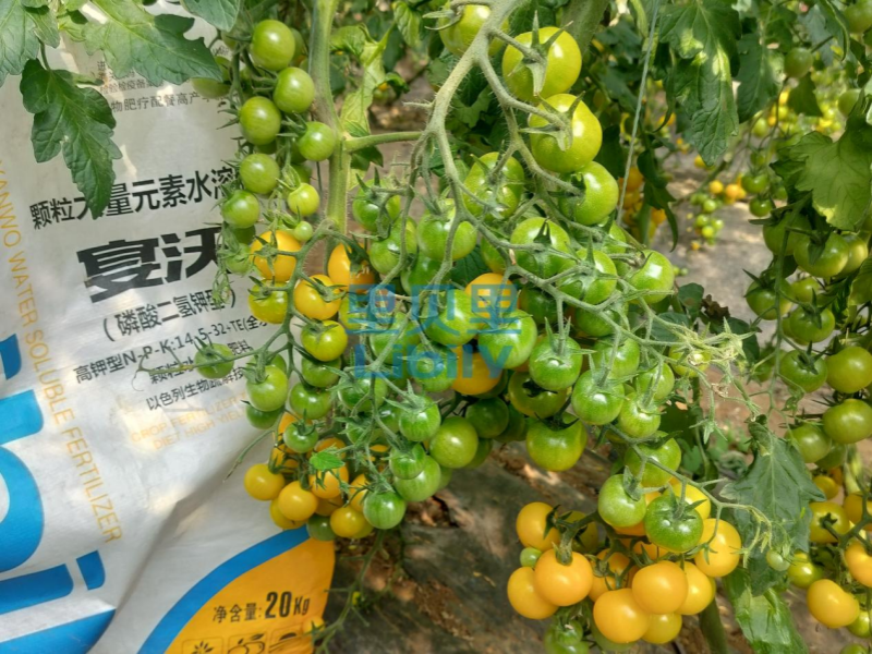 水溶肥-宴沃遼寧圣女果
