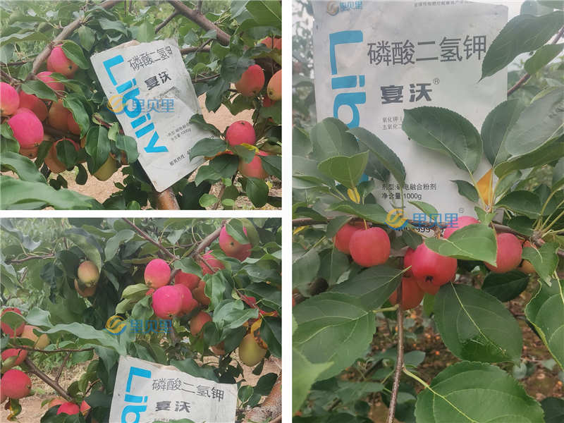 水溶肥廠家-宴沃小蘋果