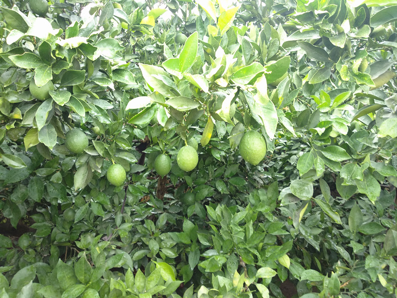 顆粒水溶肥-臍橙