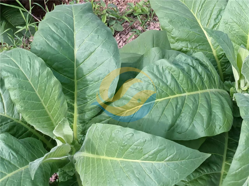 微生物菌劑-宴沃烤煙