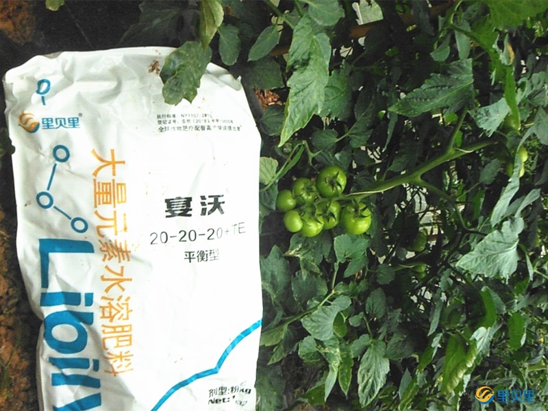 西紅柿用什么肥料好