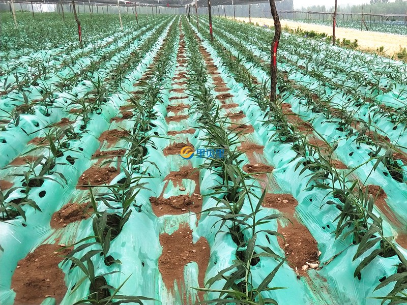 大姜苗期怎么管理