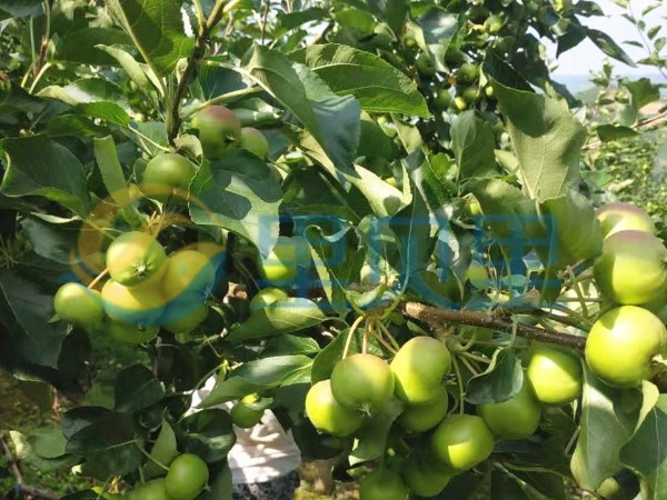 果樹什么時(shí)候施肥好-蘋果