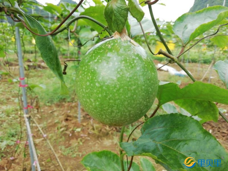 百香果施肥