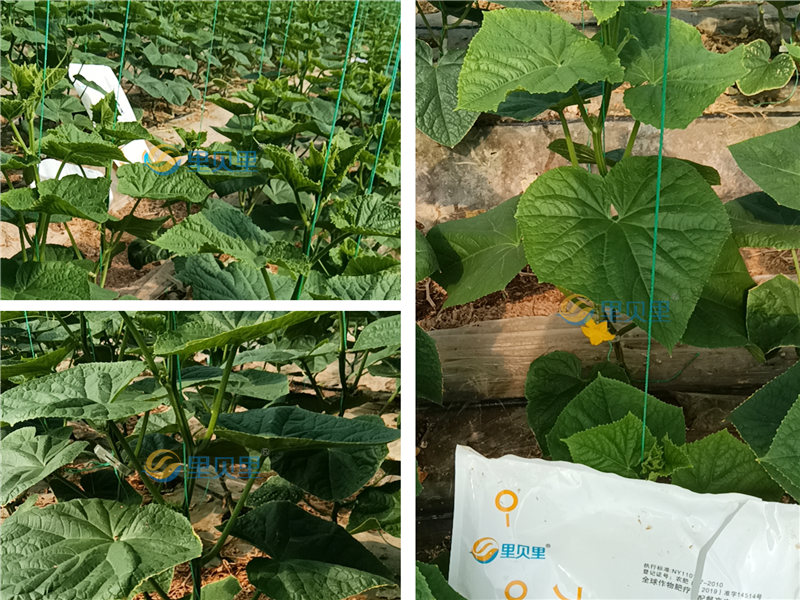 水溶肥，鄧總認(rèn)為效果才是硬道理