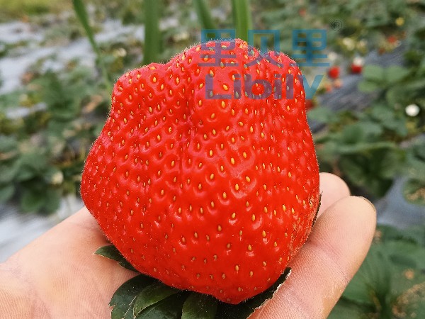 低溫凍害對(duì)草莓的影響，這幾點(diǎn)學(xué)到產(chǎn)量翻倍（下）