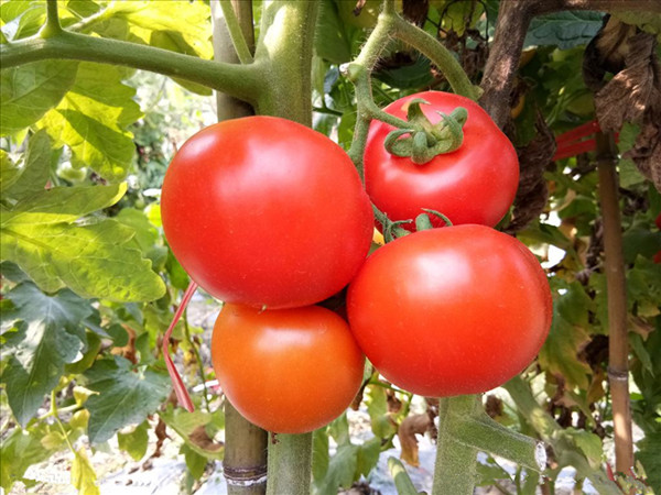 西紅柿肥料用宴沃，市場部實地考察篇