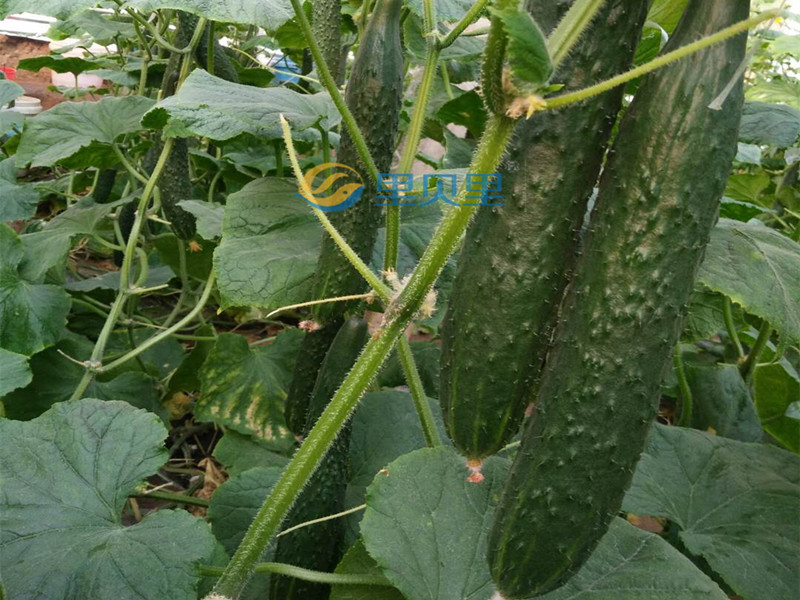 種黃瓜用什么肥料比較好-宴沃黃瓜
