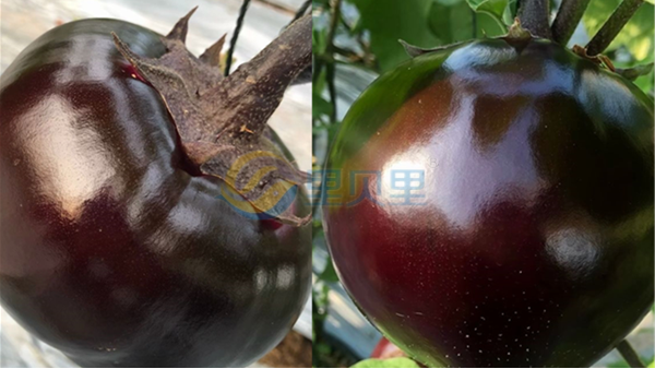 水溶肥品牌-宴沃茄子
