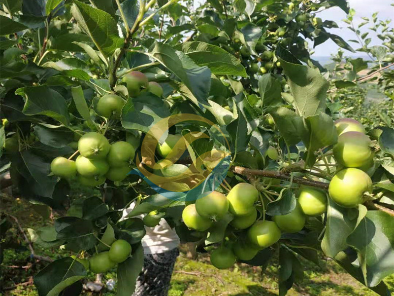 蘋果樹用什么肥料好-宴沃蘋果