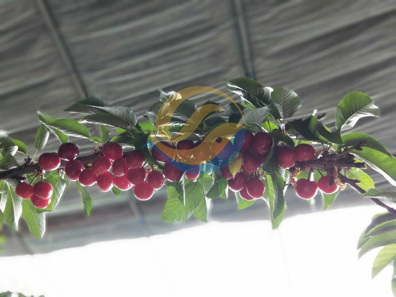 櫻桃樹如何施肥-宴沃櫻桃