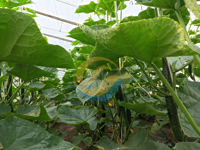 種植黃瓜用什么肥料-宴沃黃瓜