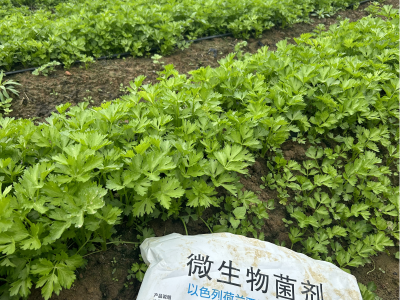湖南何總芹菜