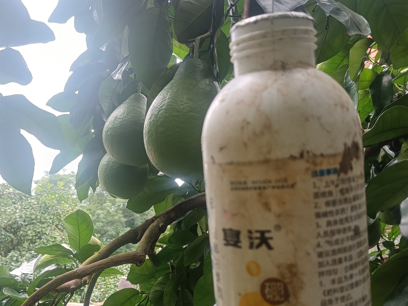 廣東高老板沙田柚