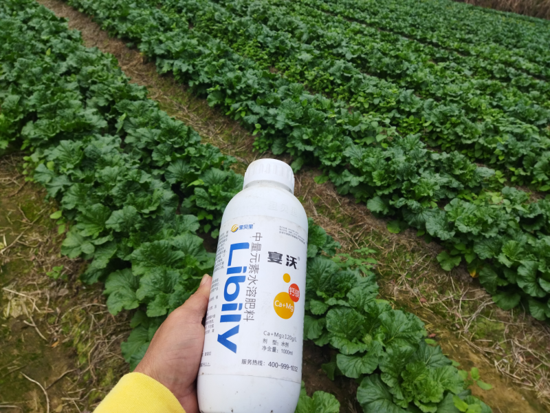 廣東陳老板白菜
