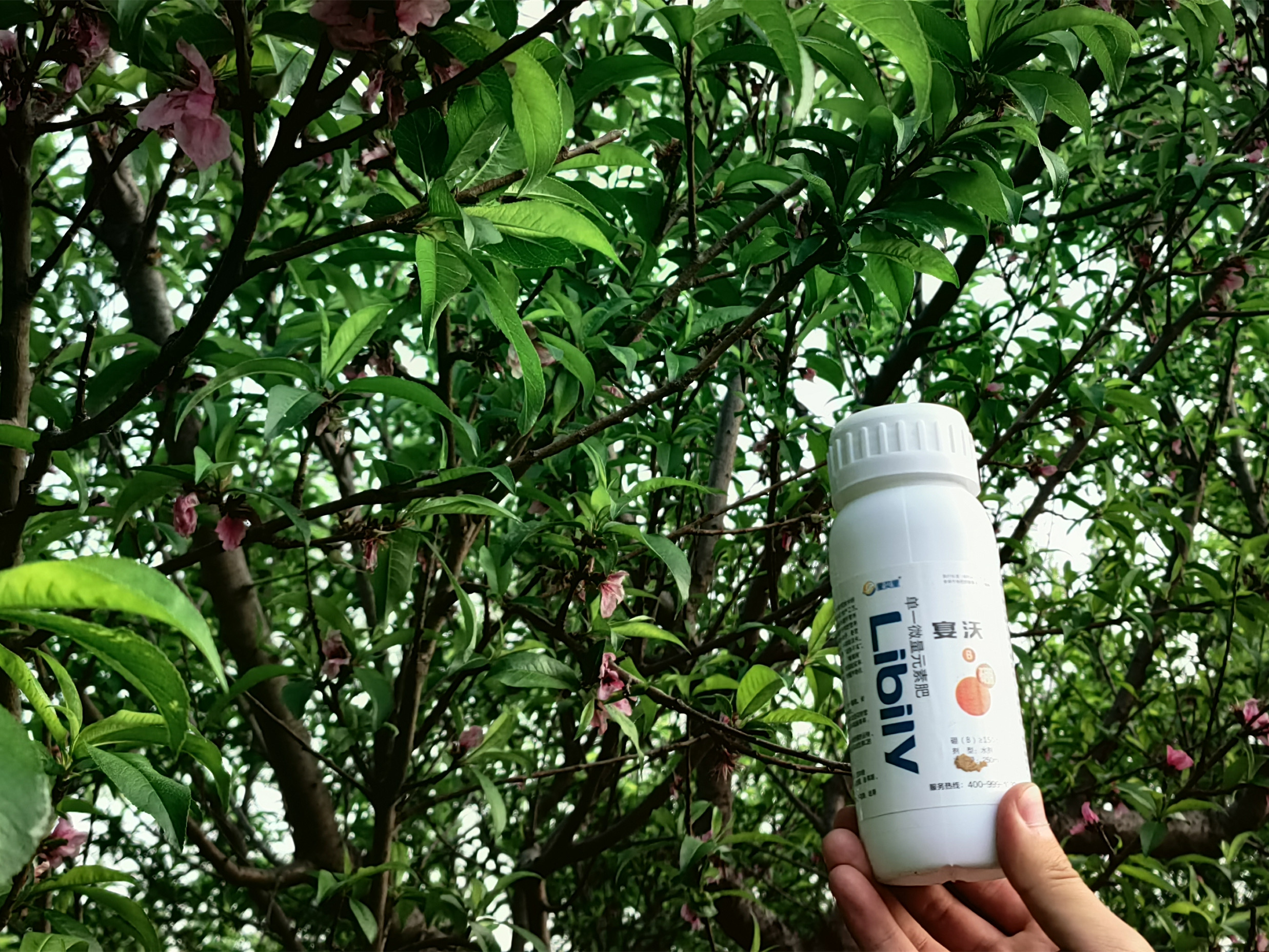 硼肥怎么使用？看這篇就夠了