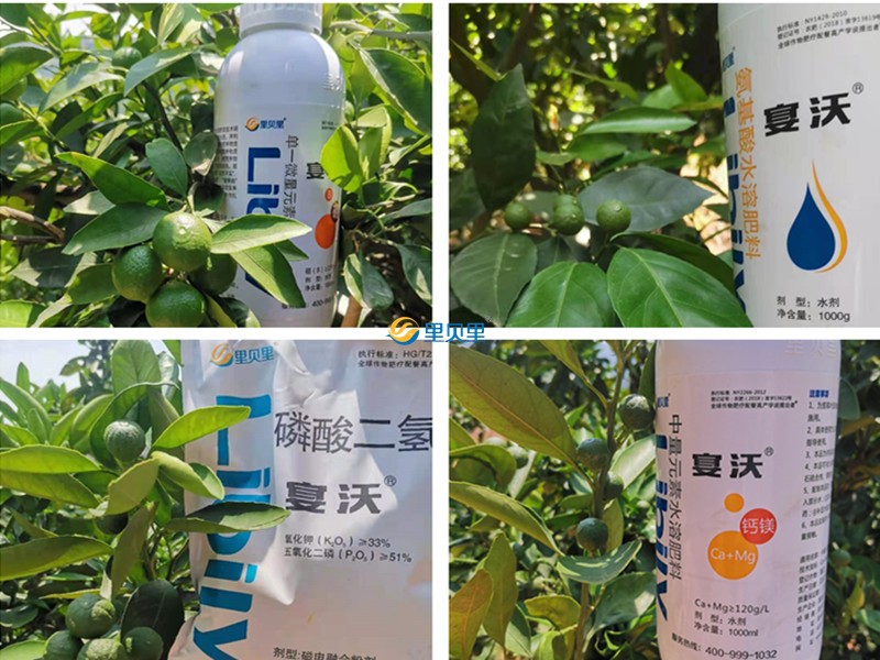 柑橘施肥用這個(gè)