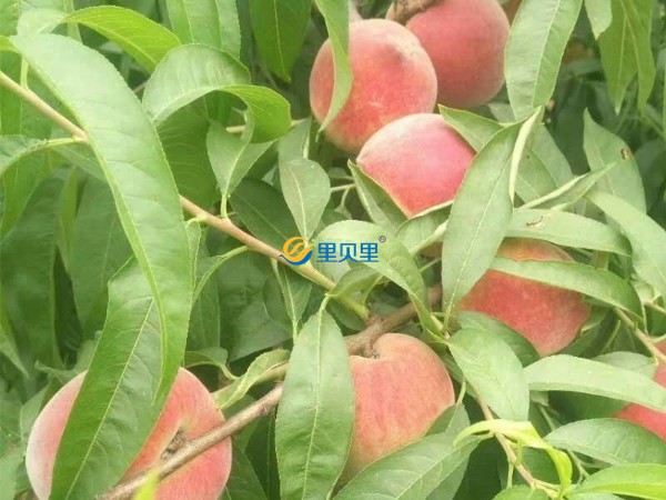 桃樹上什么肥料好-宴沃桃