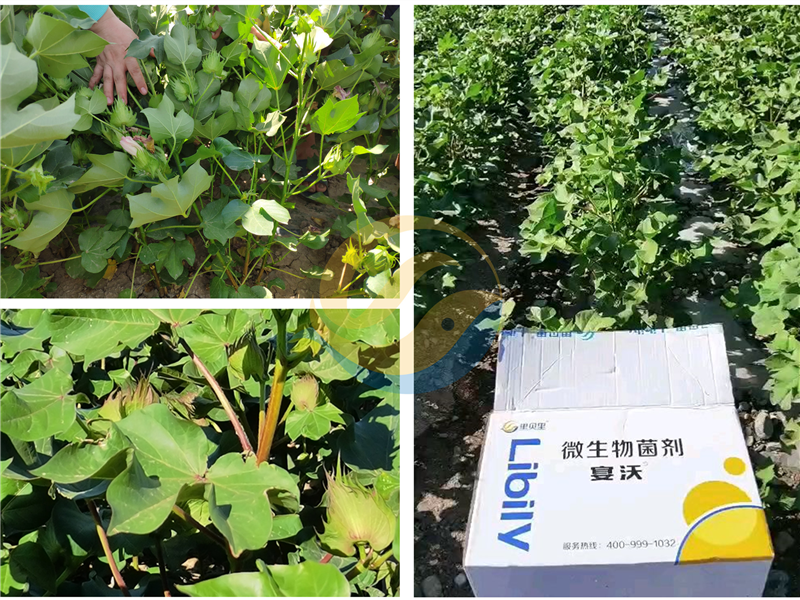 微生物菌劑-宴沃棉花