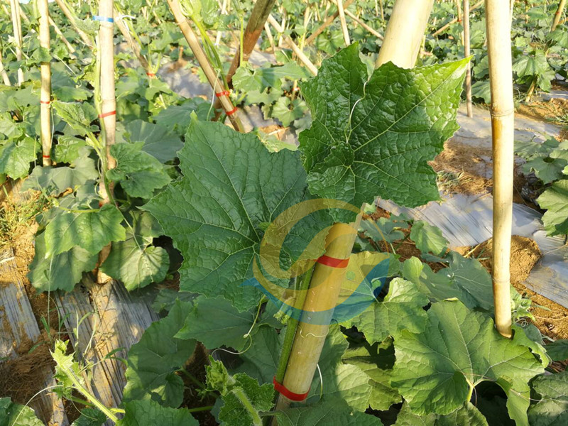 微生物菌劑-宴沃冬瓜