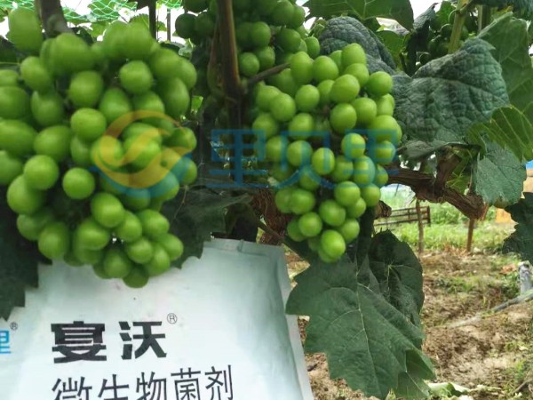 微生物菌劑-宴沃葡萄