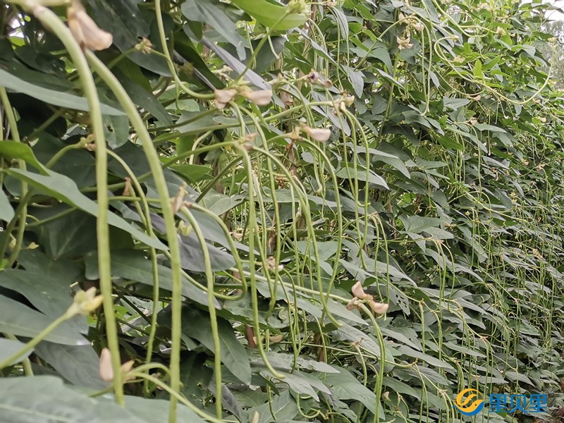 豆角沖施什么水溶肥好