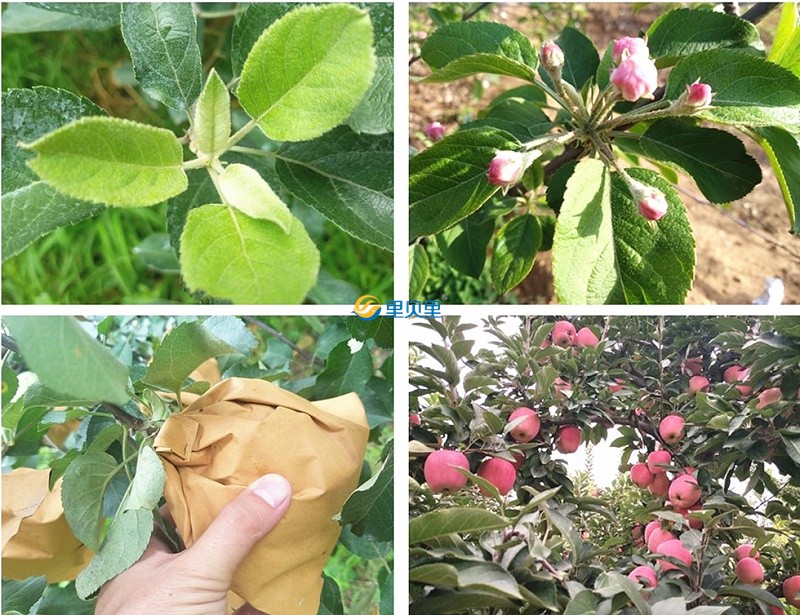 鈣鎂肥宴沃在蘋果上使用