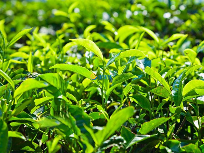 茶葉怎么種