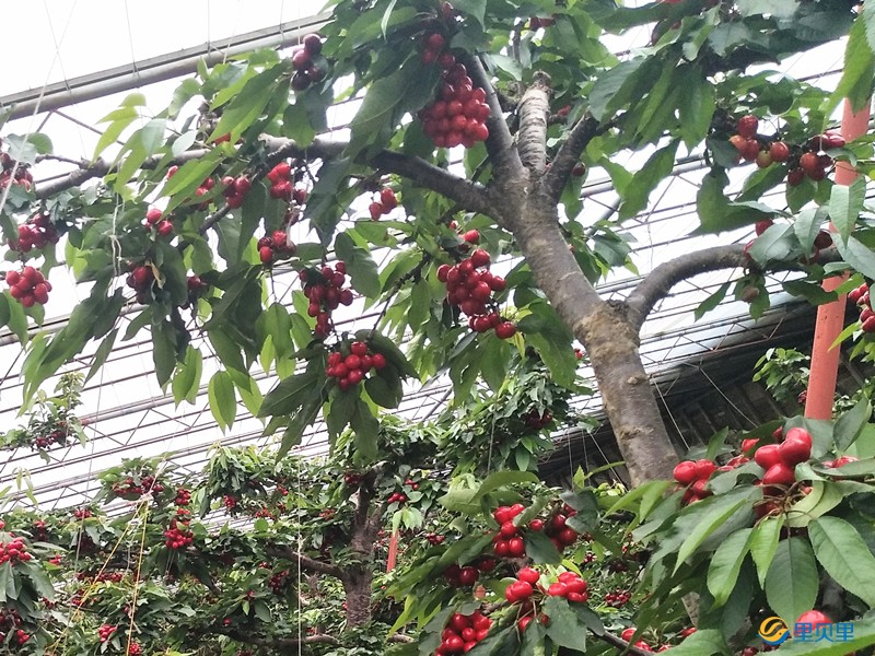 櫻桃用什么肥料著色好