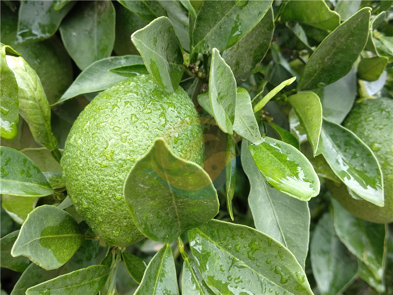 大量元素水溶肥品牌-宴沃臍橙