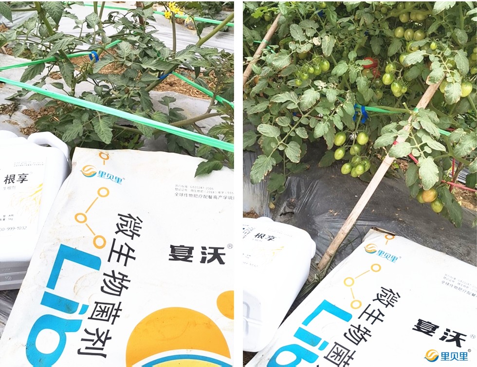 微生物菌劑在番茄上使用