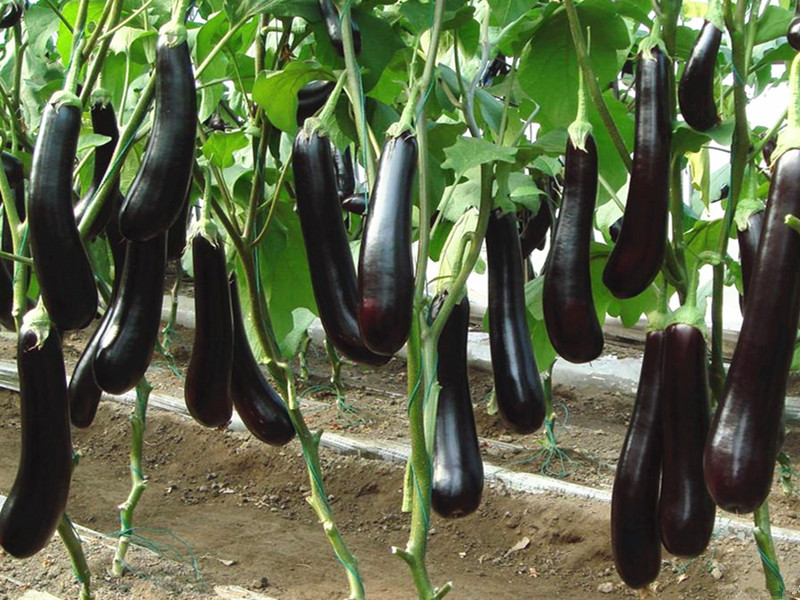 茄子用什么肥料長的快