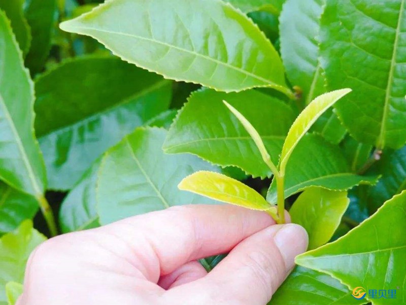 水溶肥宴沃在茶樹上使用