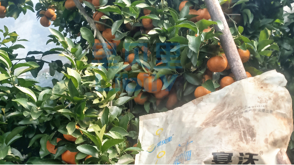 水溶肥助力農(nóng)業(yè)發(fā)展，宴沃讓用戶受益