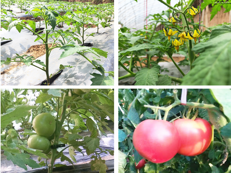 西紅柿用什么肥料