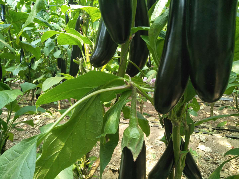 茄子用什么肥料好