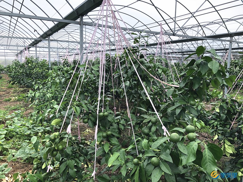 大量元素水溶肥在柑橘上使用
