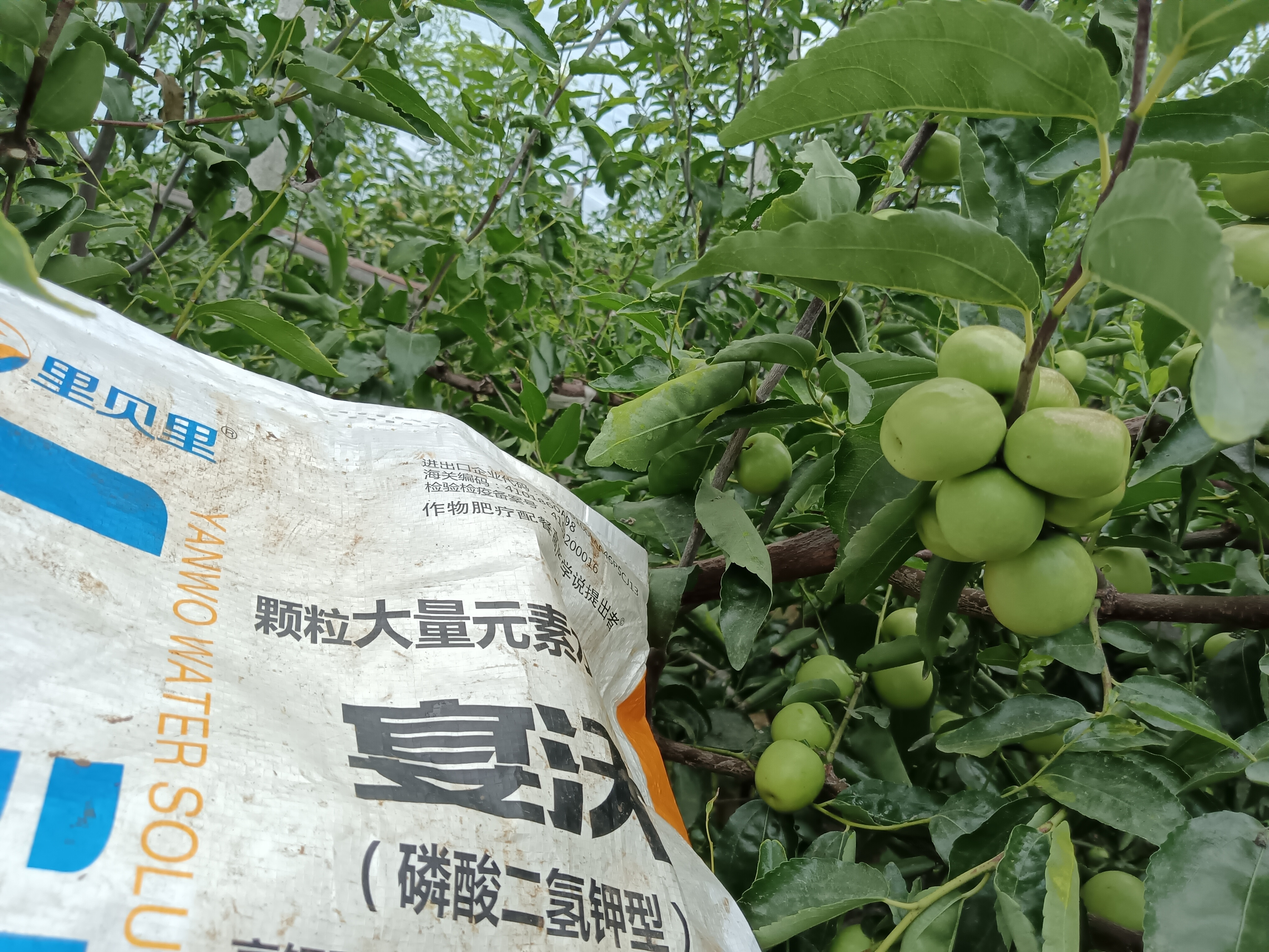 棗樹種植，這三點要注意