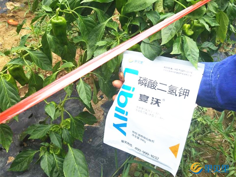 辣椒保花保果葉面肥