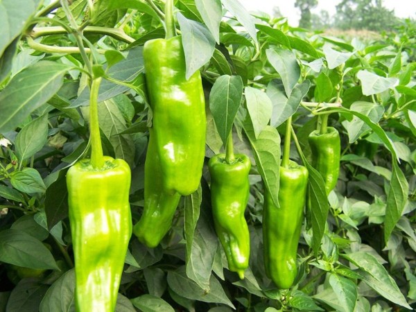 <i style='color:red'>辣椒用什么肥料好</i>？宴沃水溶肥之客戶見證