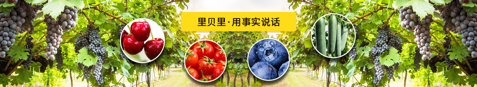 有機(jī)水溶肥生產(chǎn)廠家