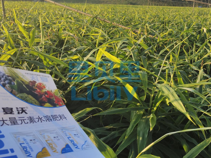 種大姜用什么肥料好-宴沃山東大姜
